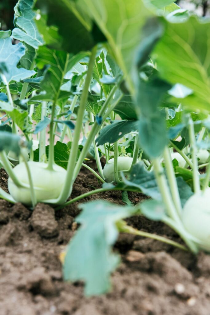 Sustainable farm promoting wellness, organic farming, and nursery plants in Tamil Nadu